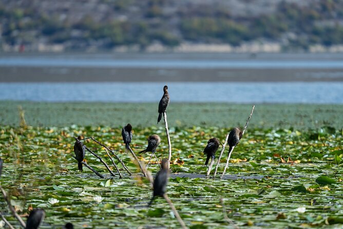 1-hour Kayak Adventure through Skadar Lake from Virpazar - Why the lake looks different from a kayak