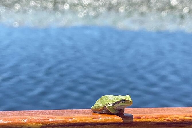 2 Hour Group Boat Trip in Skadar Lake - Bird habitat, reeds, water lilies, and the Moraca River