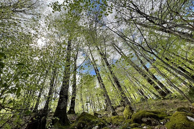 Biogradska Gora National Park Tour with Optional Add-Ons - What the Private Format Really Adds