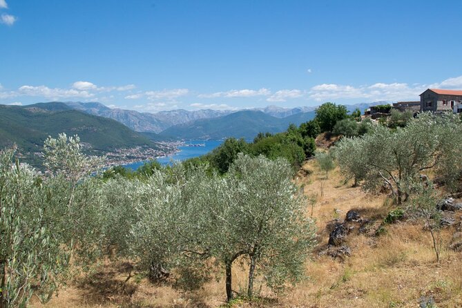 Olive oil farm to fork experience & short walking tour of Kotor - Key points to know before booking