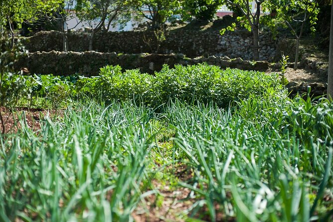 Olive oil farm to fork experience & short walking tour of Kotor - A private outing with a practical half-day schedule