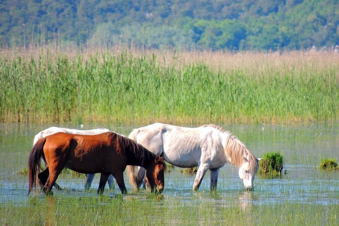 Podgorica Historic, Safari and Winery tour - Skadar lake and River Crnojevica - Macalov Brijeg and a local drink