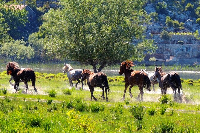 Podgorica Historic, Safari and Winery tour - Skadar lake and River Crnojevica - Karuč and the old lakeside setting