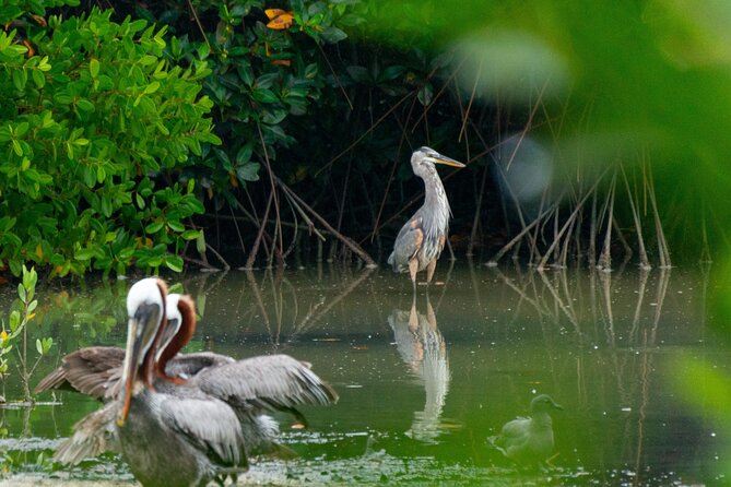 Skadar Lake National Park: Birdwatching & Photography Tour - Kamenik and the three wild islands