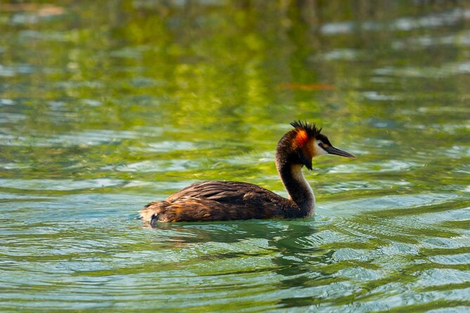 Skadar Lake National Park: Birdwatching & Photography Tour - What is included for $44.26