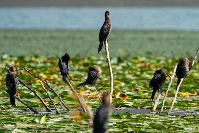 Skadar Lake National Park: Birdwatching & Photography Tour - Who should book this experience
